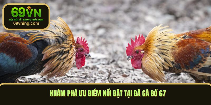 Khám phá ưu điểm nổi bật tại đá gà bồ 67